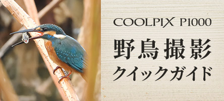 COOLPIX P1000 野鳥撮影クイックガイド