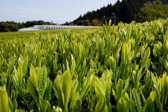 作品5：静岡県（菊川市）、茶畑と東海道新幹線