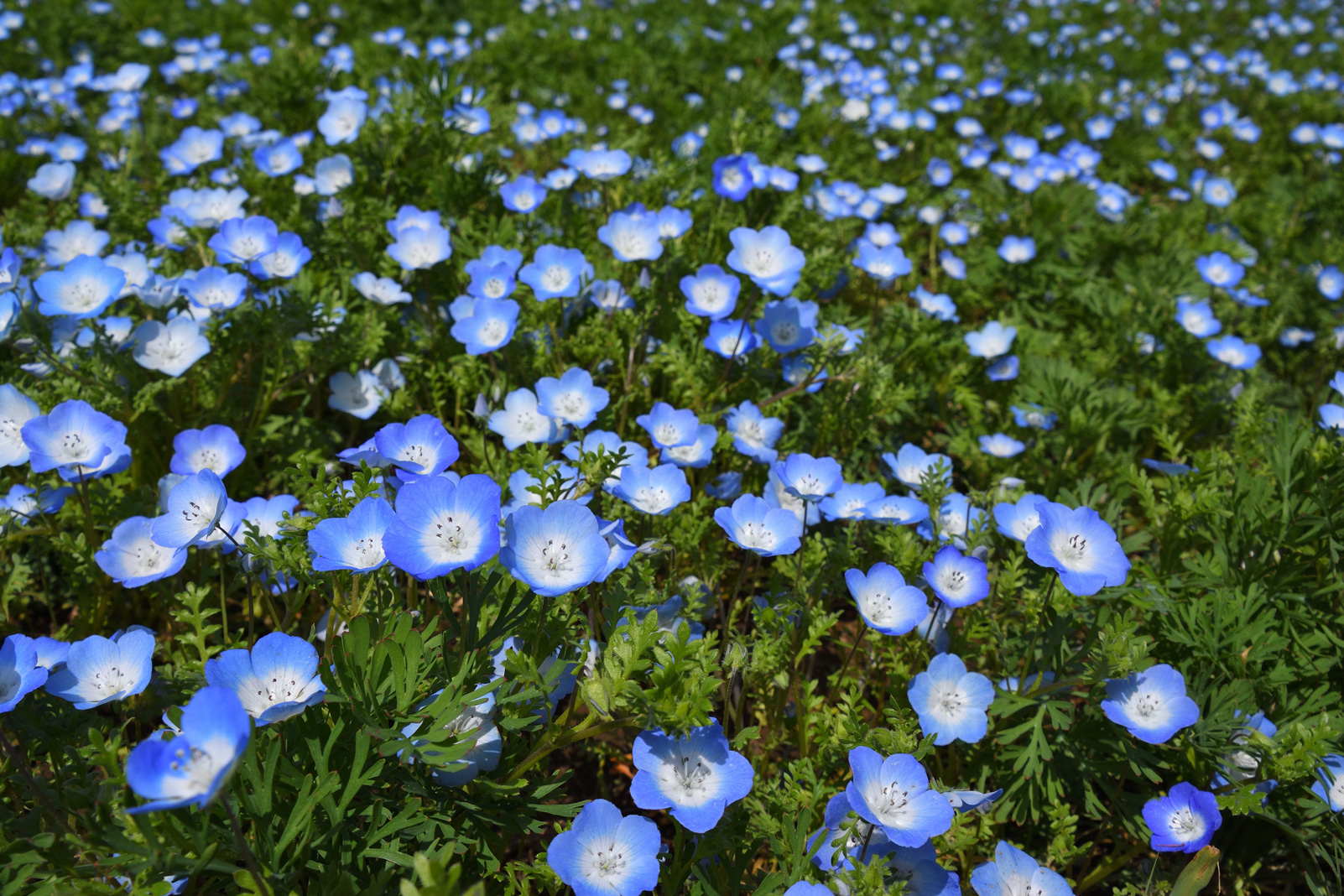 ファミリーフォト 花畑のある風景を撮る Enjoyニコン ニコンイメージング