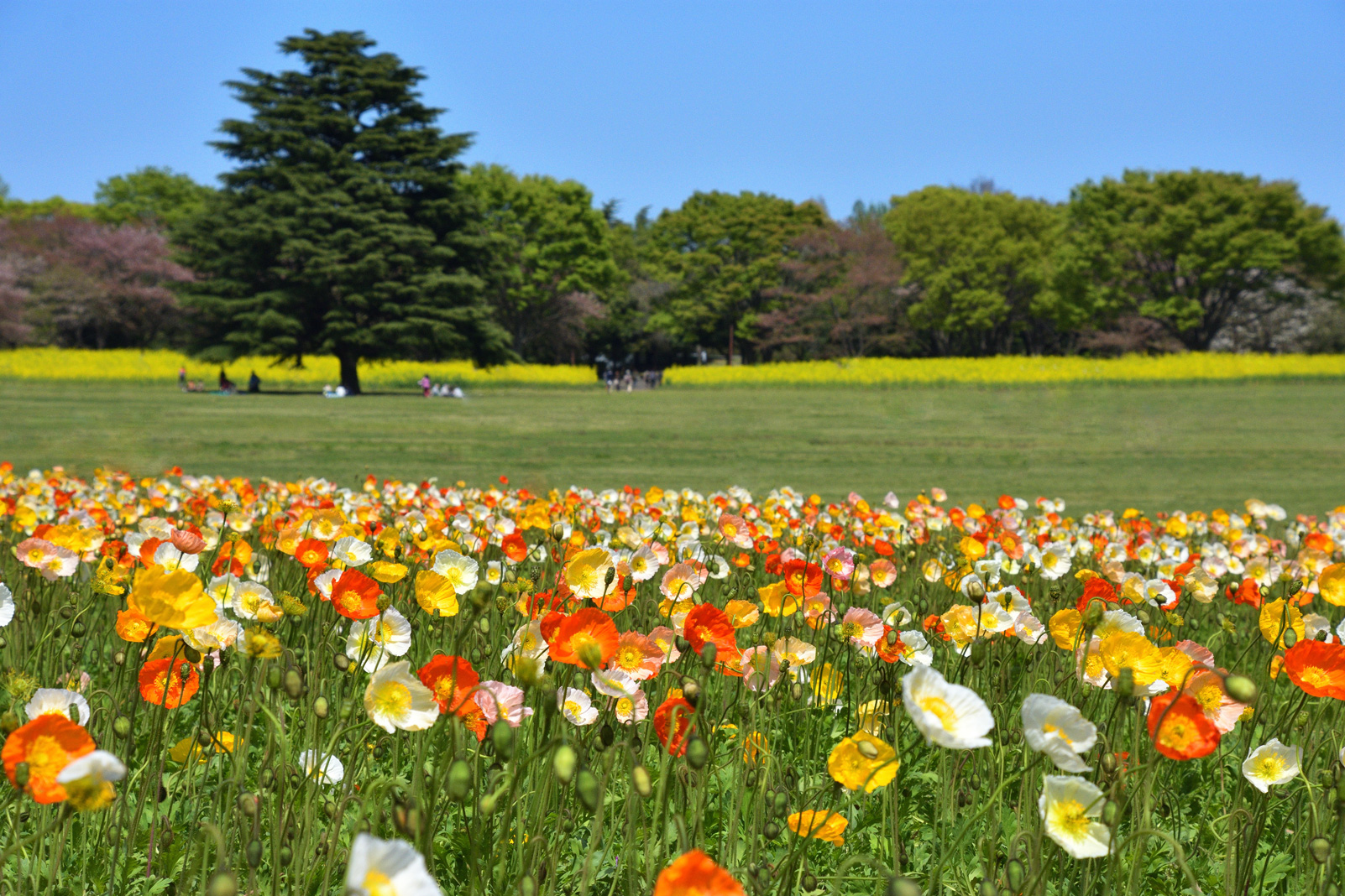 ファミリーフォト 花畑のある風景を撮る Enjoyニコン ニコンイメージング