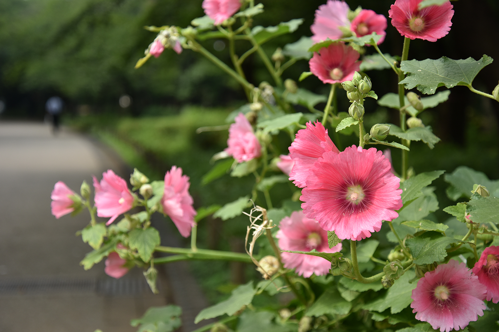 好きな写真の 撮り方 レシピ 夏の花々 Enjoyニコン ニコンイメージング