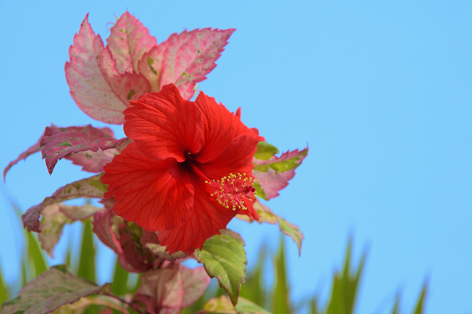 好きな写真の 撮り方 レシピ 夏の花 ハイビスカス Enjoyニコン ニコンイメージング