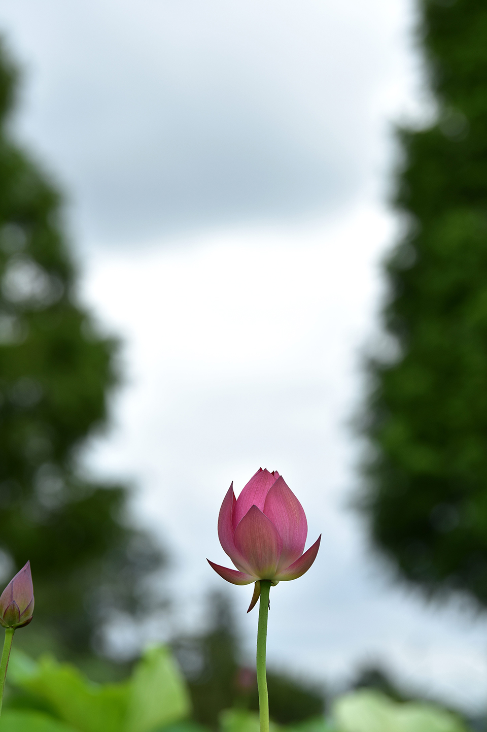 好きな写真の 撮り方 レシピ 夏の一輪の花 Enjoyニコン ニコンイメージング