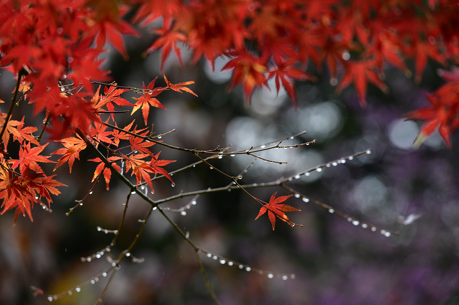 好きな写真の 撮り方 レシピ 雨上がりの紅葉 Enjoyニコン ニコンイメージング