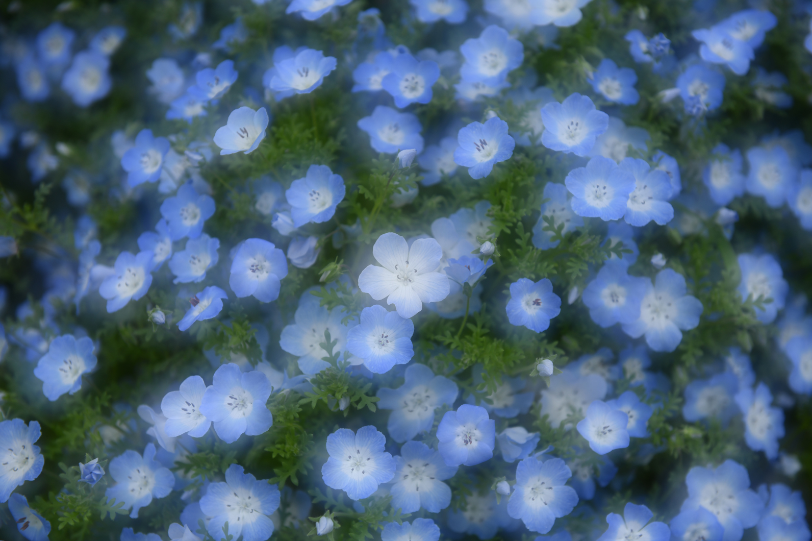 好きな写真の 撮り方 レシピ 青い妖精 ネモフィラ Enjoyニコン ニコンイメージング
