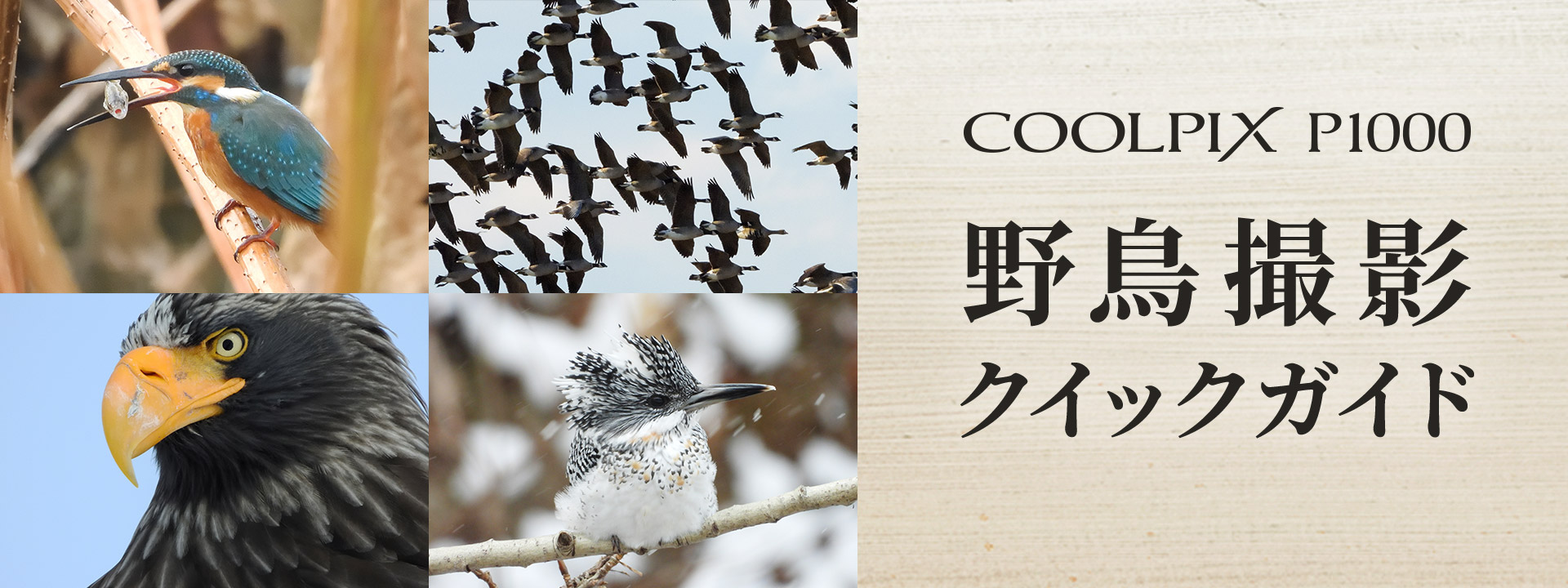 COOLPIX P1000 野鳥撮影クイックガイド