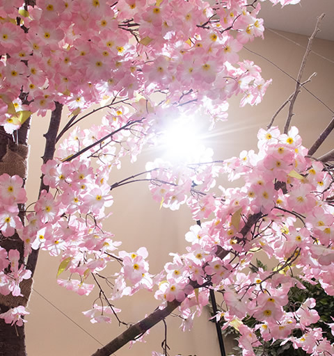 桜の枝越しにスピードライトを使用すると、木漏れ日のような光が演出できる説明写真。