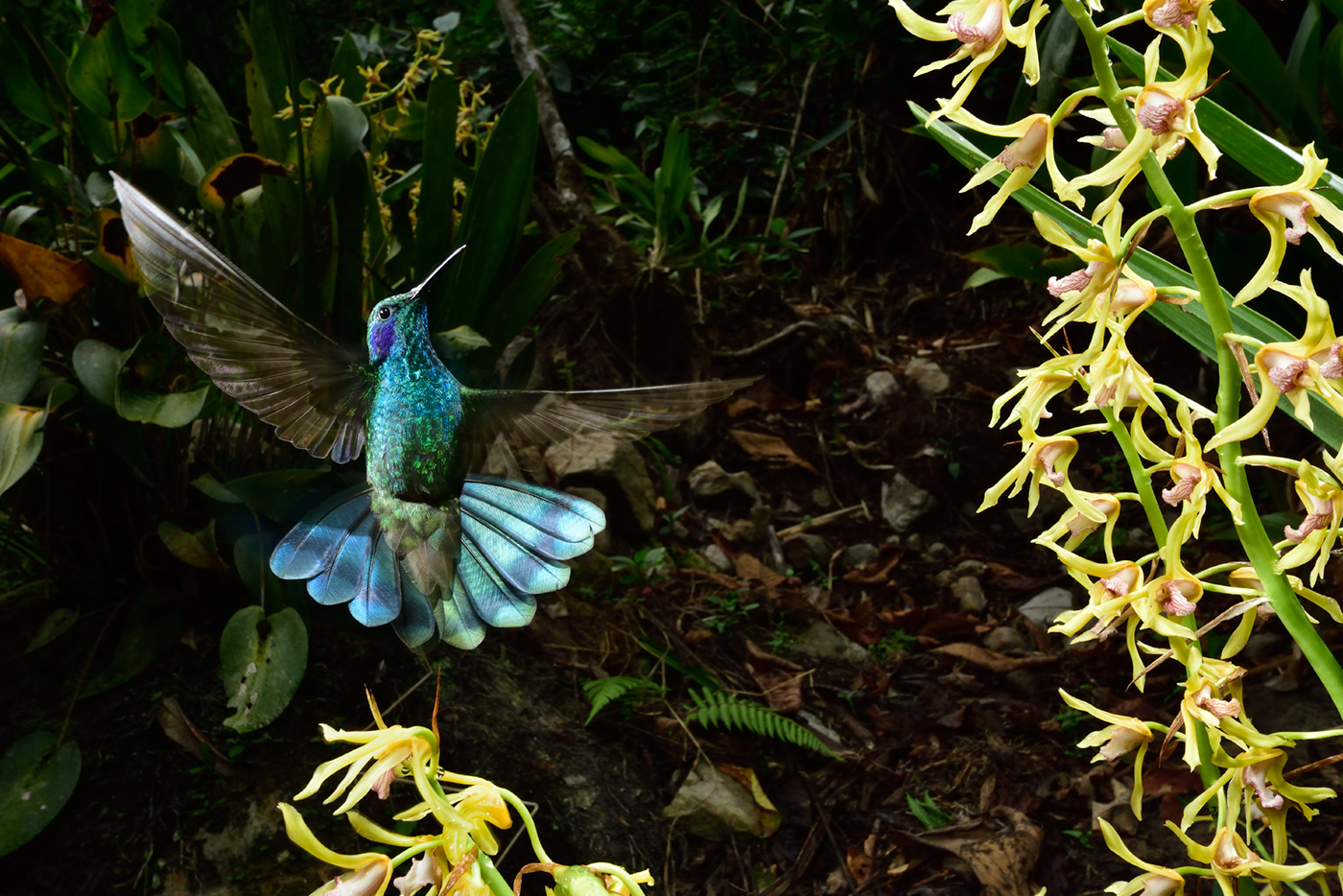 作品2：ランに飛来するアオミミハチドリ。ホバリングで花の蜜を吸う。ペルー雲霧林で撮影。