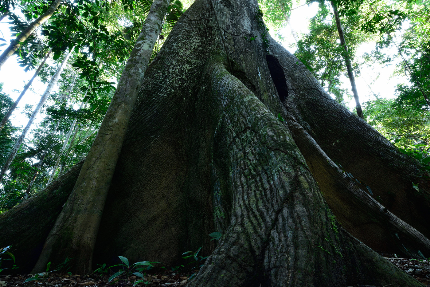 作品3：四方に広がる巨大な板根。樹高約35mの大樹を支えている。ペルー熱帯雨林で撮影。