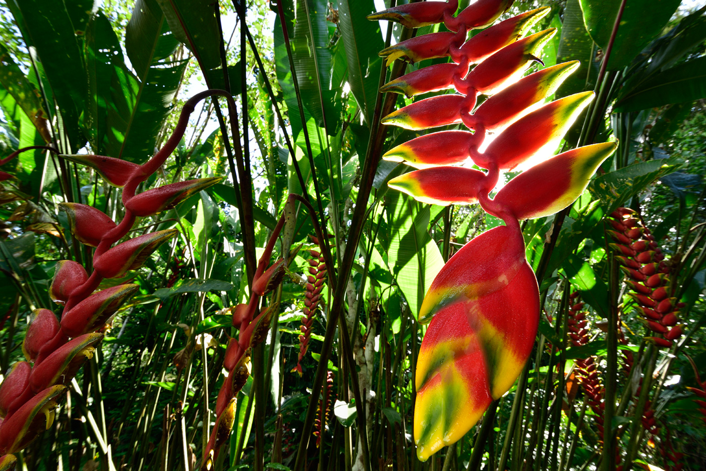 作品4：密林に咲くヘリコニア。スコールで花苞（かほう）がしっとりと濡れていた。ペルー熱帯雨林で撮影。