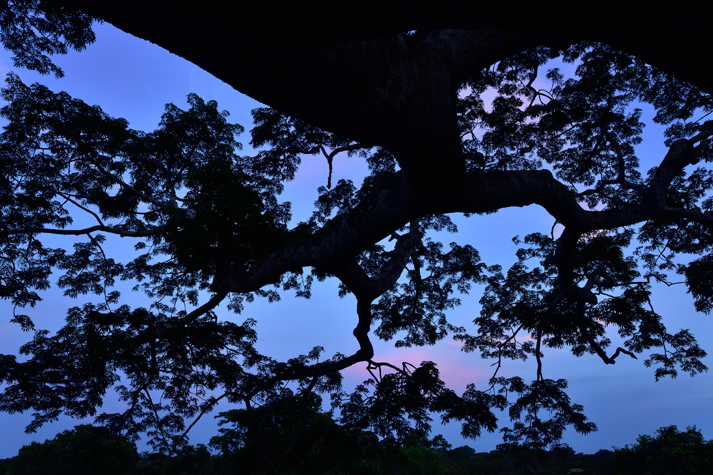 作品5：樹冠に枝葉を伸ばすルプナの木。まもなく密林に夜がやって来る。ボリビア熱帯雨林で撮影。