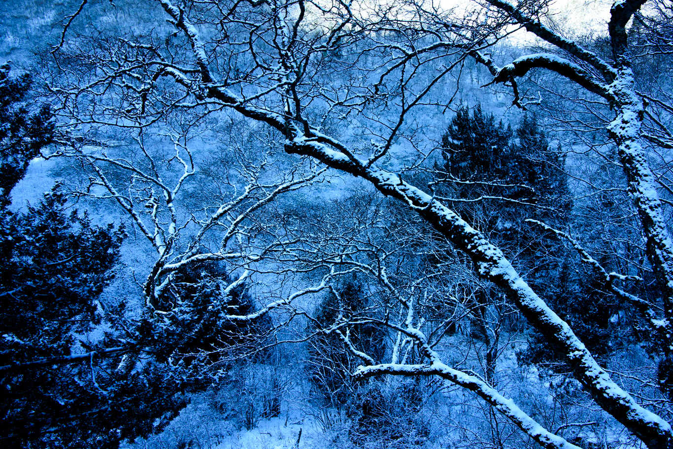 初冬の森