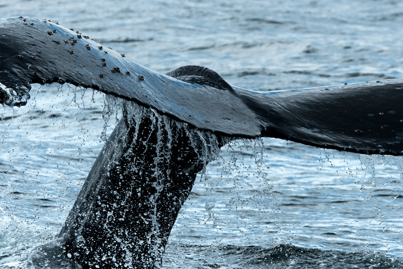ザトウクジラの尾