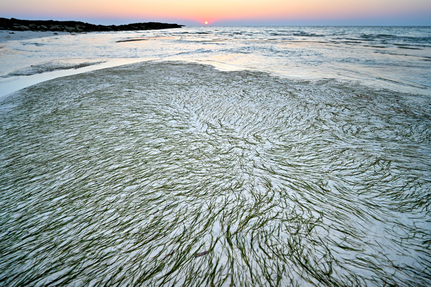 海藻の模様